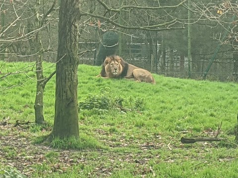 Fota Wildlife Car Park