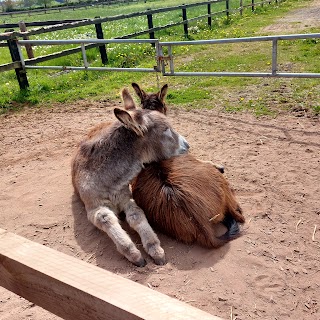 The Donkey Sanctuary Ireland