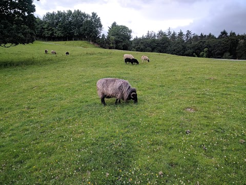 Muckross Riding Stables