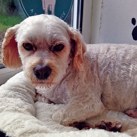 Doggy Days Grooming, Limerick