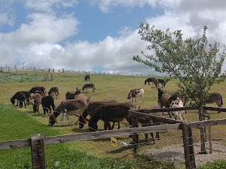 The Donkey Sanctuary Ireland