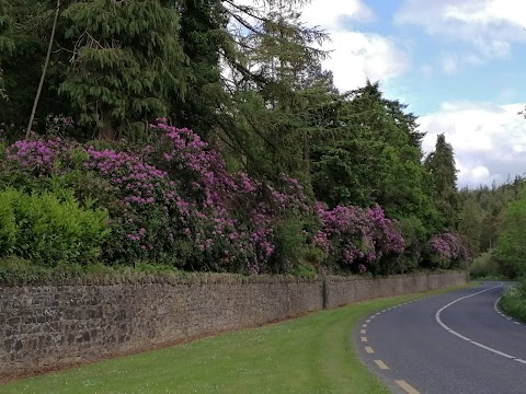 Bansha Wood Carpark