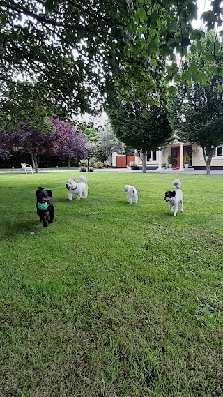 Frans Home Boarding for small dogs