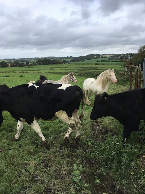 Slaney Veterinary Centre