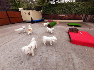 Frans Home Boarding for small dogs