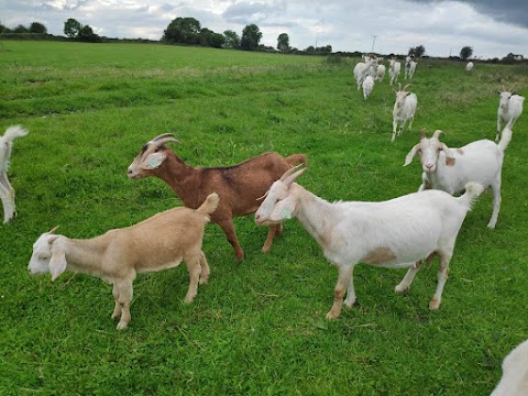 Goat Ireland The Irish Goat Meat Farm