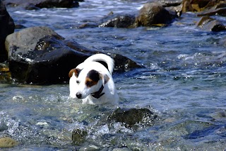 Trails for Tails, Home Boarding 4 Dogs