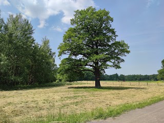 Miechowicka Ostoja Leśna