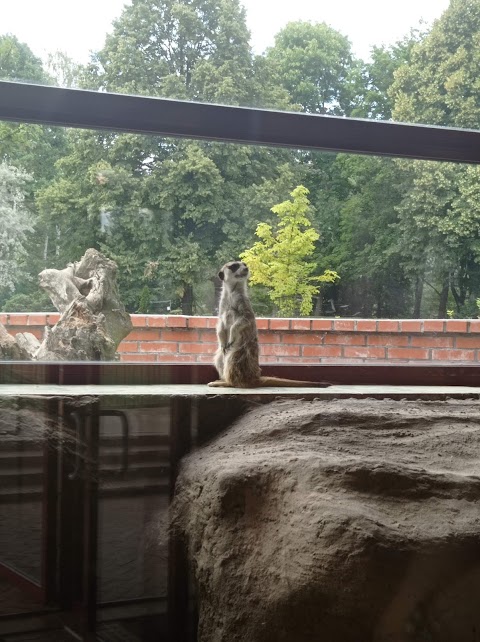 Surykatki w śląskim ZOO