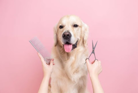 Woof Dog Grooming and Boarding Kennels | County Kerry