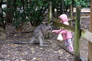 Koala Park Sanctuary Sydney