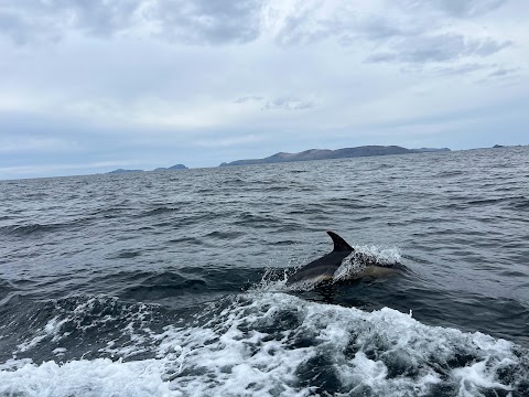 Blasket Island Sea Life Tours