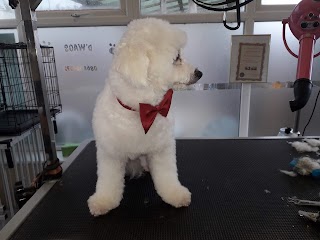 D'WAGS dogs with a groomed style