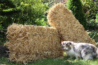 Auckland Pea Straw