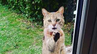 Cat Minders at Home Limerick