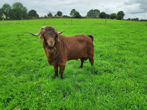 Goat Ireland The Irish Goat Meat Farm