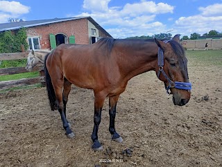 Fundacja Tara Schronisko dla Koni