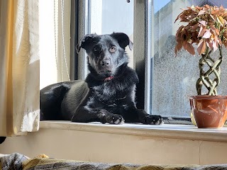 Abbey Boarding Kennels and Cattery Ring Anytime