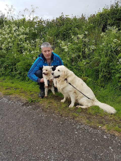 Little and large dog boarding kennels