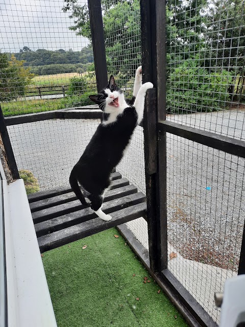 Happy cats cattery