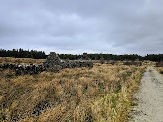 Sheskin forest trail