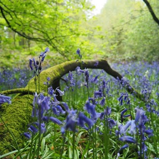 Bawn Holistic Centre