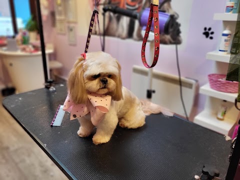 Glamour dog grooming salon