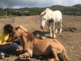 Bantry Pony Trekking