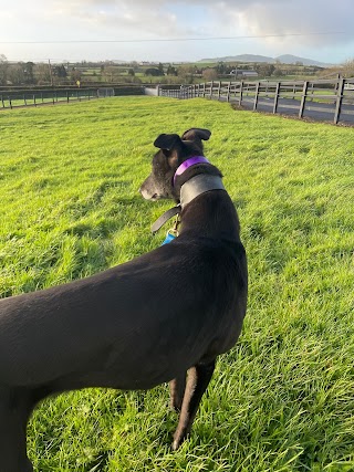 Timaru kennels