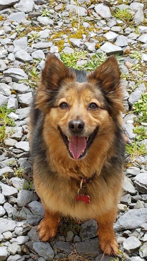 Jenkinstown Boarding Kennels