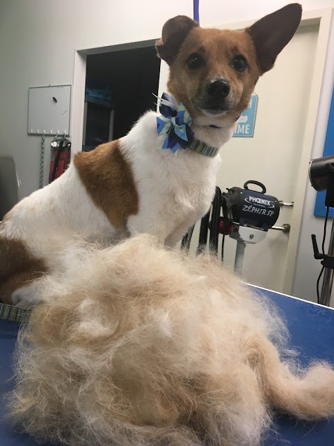 Clip 'n' Dip Grooming Salon & Canine Boutique