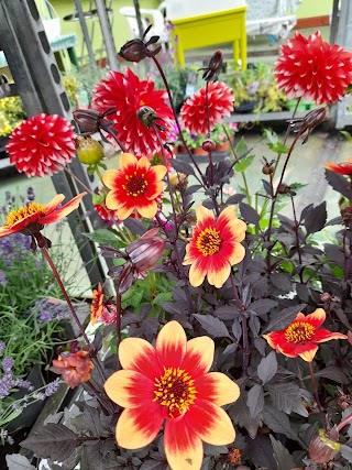 Ballyvourney Nursery & Garden Centre(Naíolann & Ionad Gairdín Bhaile an Turais)