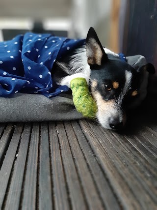 VET Lecznica Brudzew - lecznica dla małych zwierząt