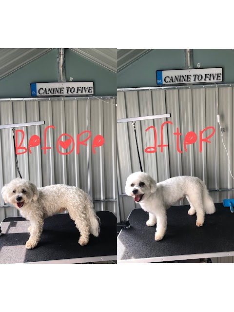 CaNine to Five Dog Grooming