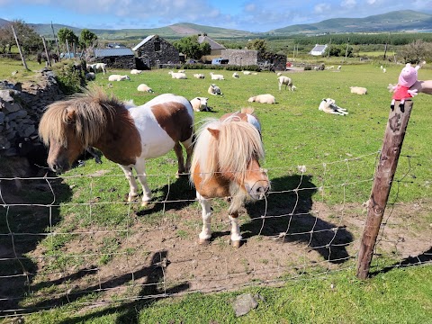 Lios Stone Circle & Animal Feeding