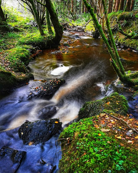 Glanageenty Forest Recreation Area