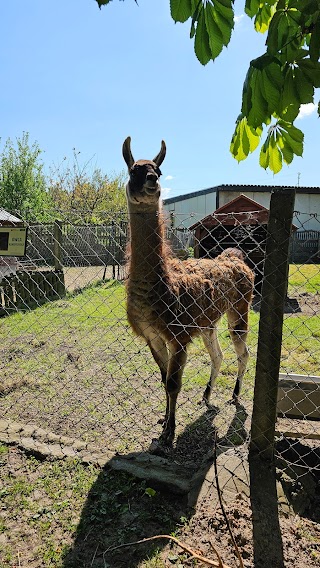 Małe Zoo