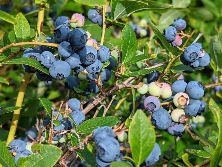 Blue Moon Berry Farm, Warner, NH