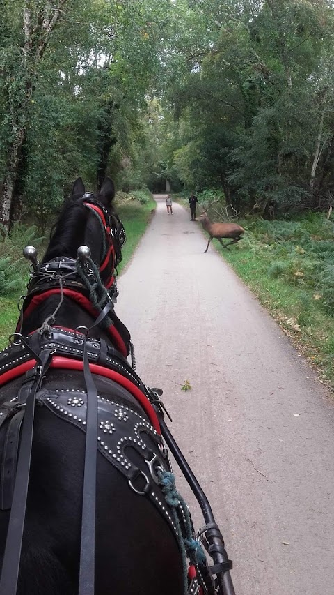 Killarney Carriage Rides