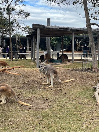 Wallaby - Sydney Zoo