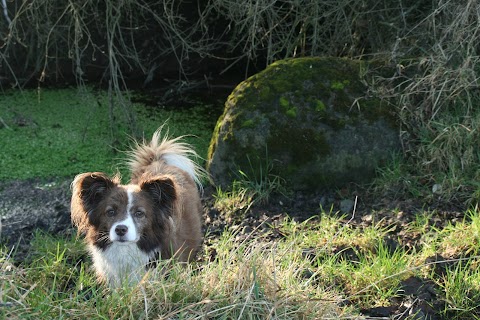 Borrisoleigh Veterinary Clinic