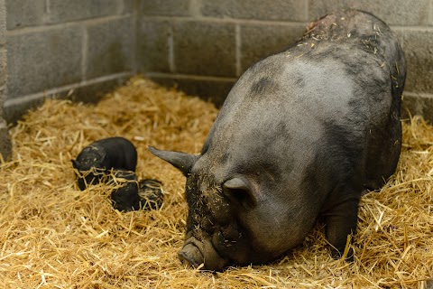 Kildare Farm Foods, Open Farm & Shop