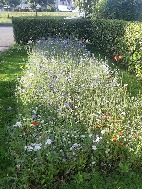 Connecting to Nature (Blooming Native Wildflowers)