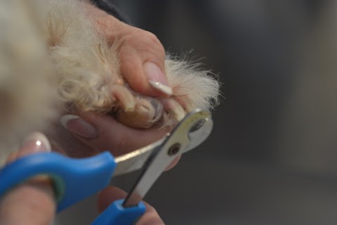 The Little Dog Laughed Grooming Salon