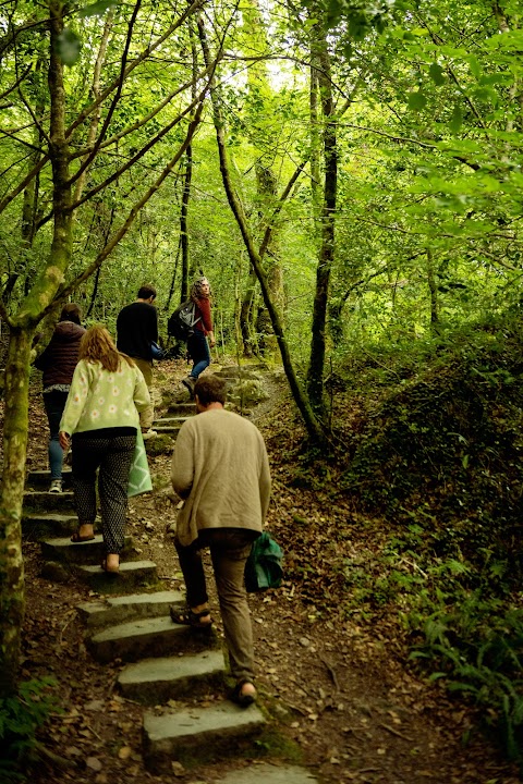 Glengarriff Forest Therapy