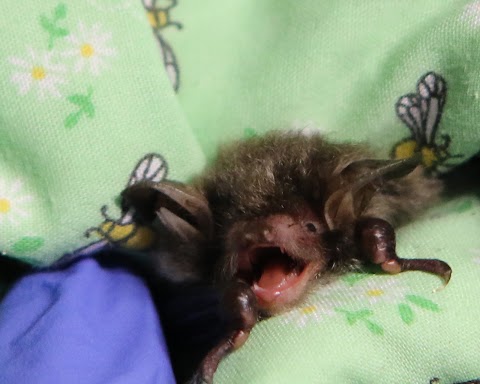 Bat Rehabilitation Ireland