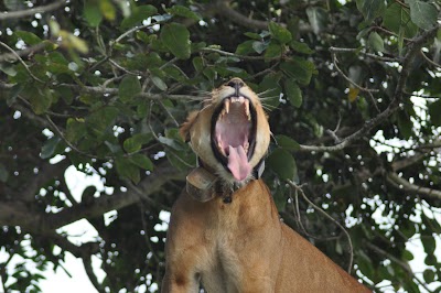 photo of Gorilla Sights Safaris:| ADVENTURE FOR MEMORIES