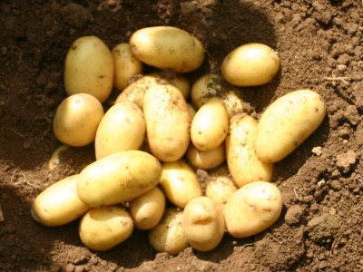 Castlecor Potatoes