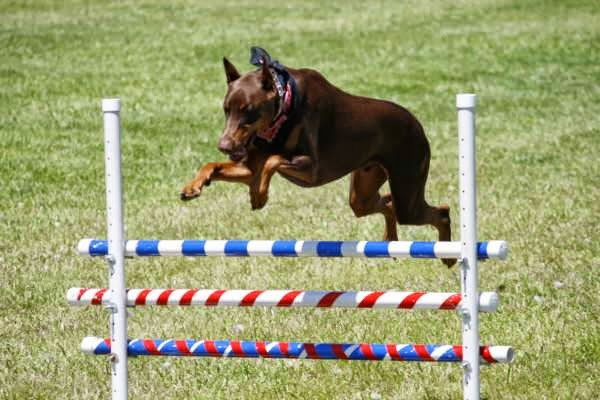 First Friend K-9 Training, Fishers, IN