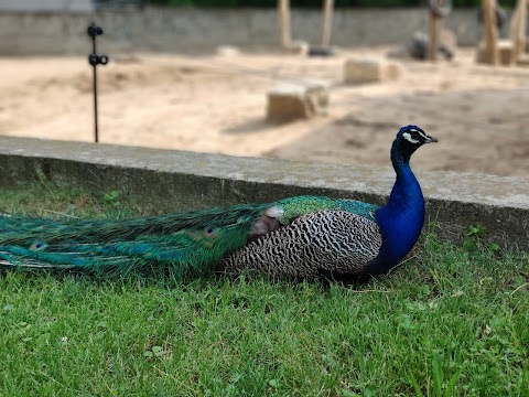 MIEJSKI OGRÓD ZOOLOGICZNY W PŁOCKU Sp. z o.o.